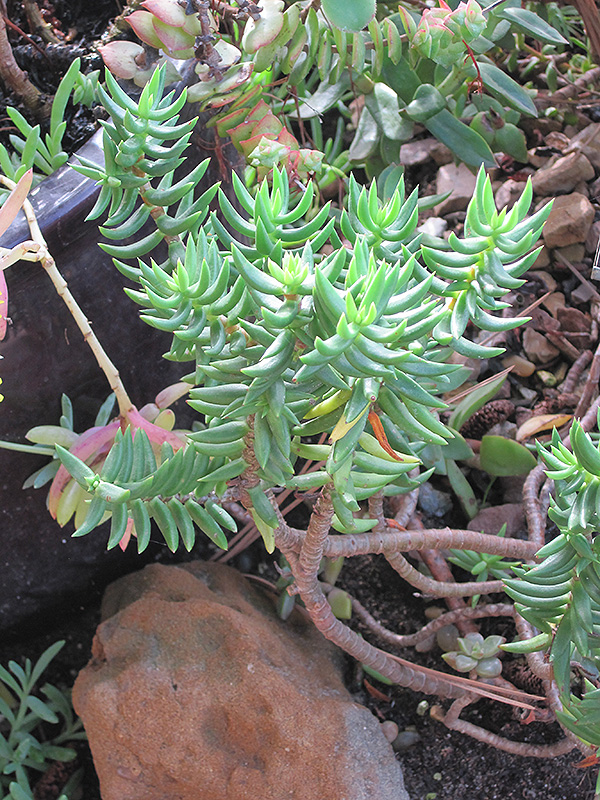 Miniature Pine Tree (Crassula tetragona) at Walton's Garden Center