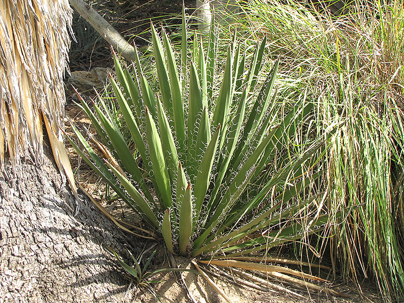 Faxon Yucca (Yucca faxoniana) at Walton's Garden Center