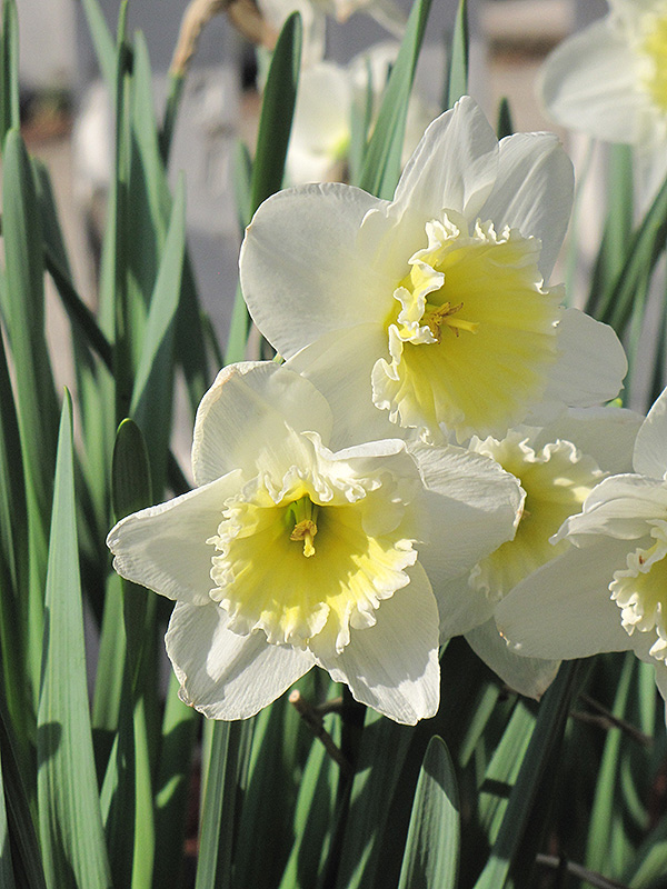Ice Follies Daffodil (Narcissus 'Ice Follies') at Walton's Garden Center