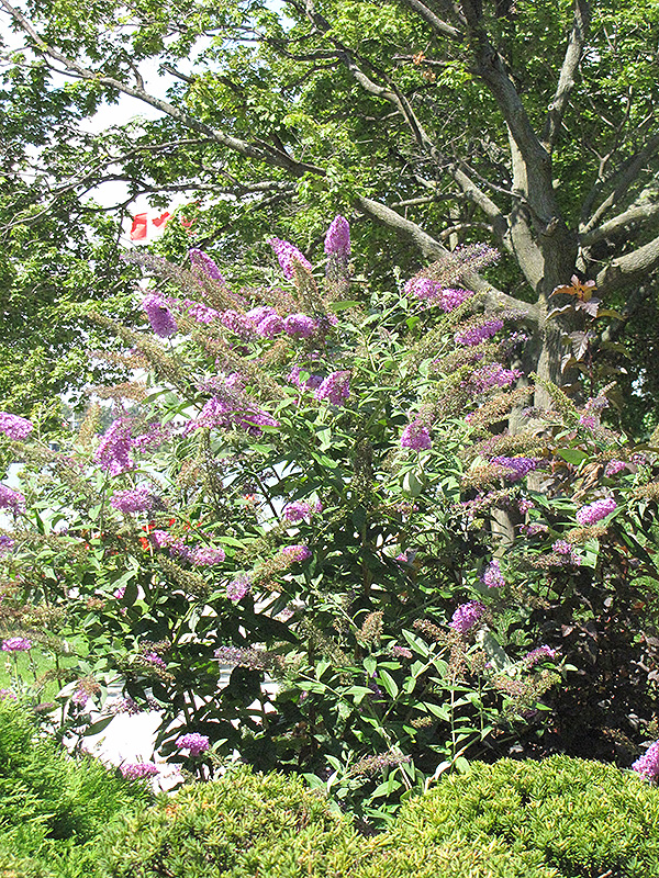 Pink Delight Butterfly Bush (Buddleia davidii 'Pink Delight') at Walton's Garden Center