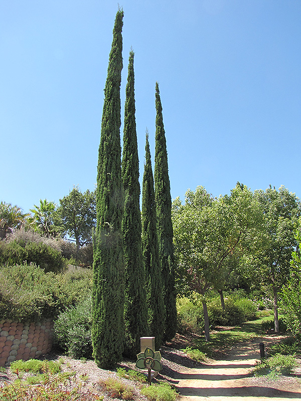 Italian Cypress (Cupressus sempervirens) at Walton's Garden Center