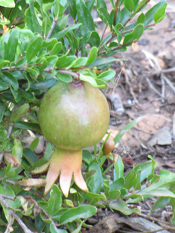 Dwarf Pomegranate (Punica granatum 'Nana') at Walton's Garden Center