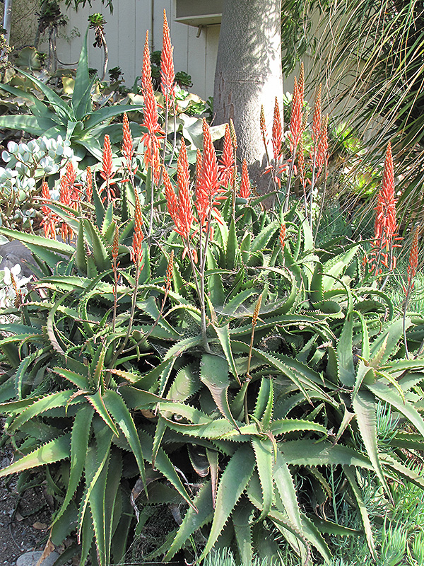 Aloe Vera (Aloe vera) at Walton's Garden Center