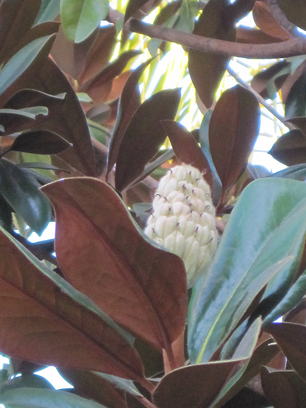Teddy Bear Magnolia (Magnolia grandiflora 'Southern Charm') at Walton's Garden Center