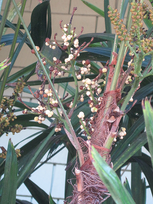 Lady Palm (Rhapis excelsa) at Walton's Garden Center