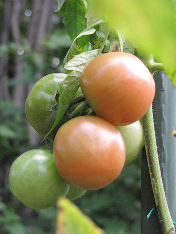 Better Boy Tomato (Solanum lycopersicum 'Better Boy') at Walton's Garden Center