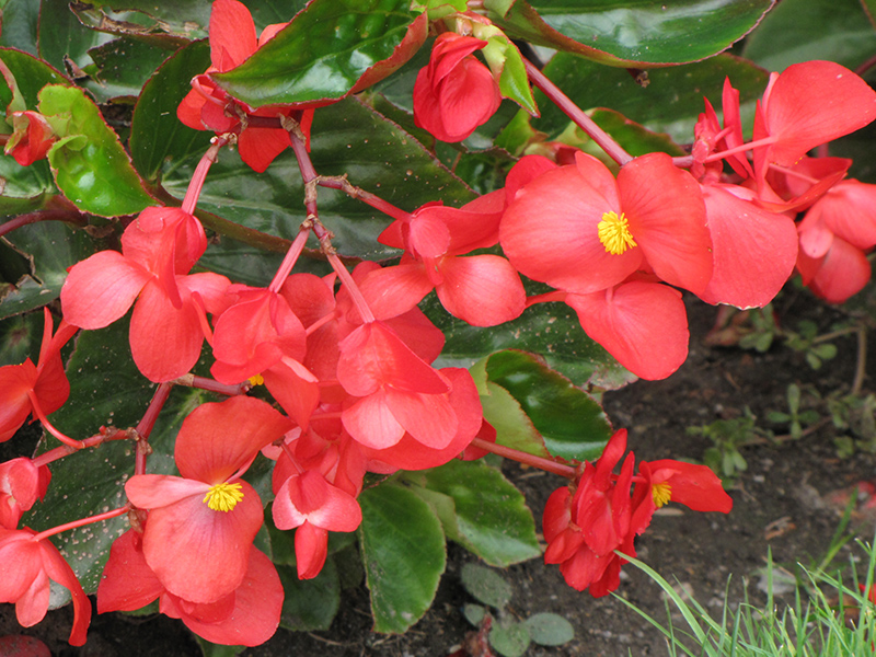 Dragon Wing Red Begonia (Begonia 'Dragon Wing Red') at Walton's Garden Center