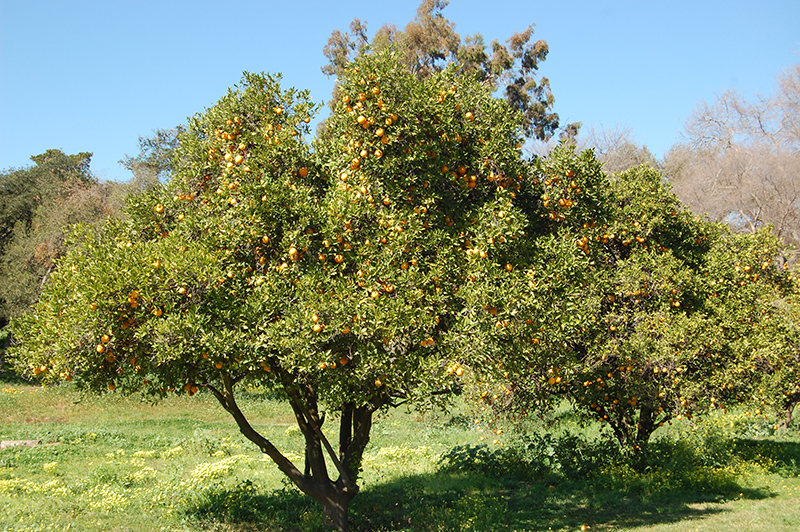 Washington Navel Orange (Citrus sinensis 'Washington Navel') at Walton's Garden Center