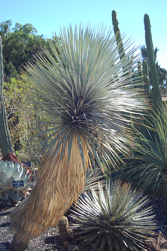Beaked Yucca (Yucca rostrata) at Walton's Garden Center