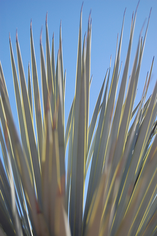 Beaked Yucca (Yucca rostrata) at Walton's Garden Center