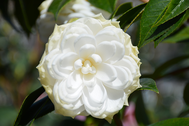 White By The Gate Camellia (Camellia japonica 'White By The Gate') at Walton's Garden Center