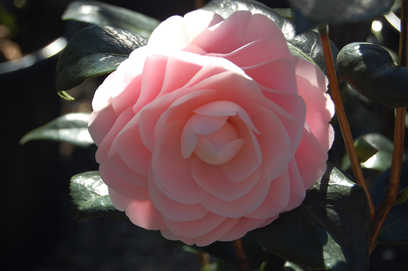 Pink Perfection Camellia (Camellia japonica 'Pink Perfection') at Walton's Garden Center