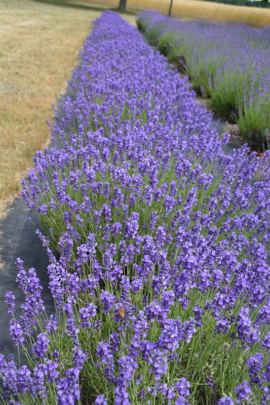 Hidcote Lavender (Lavandula angustifolia 'Hidcote') at Walton's Garden Center