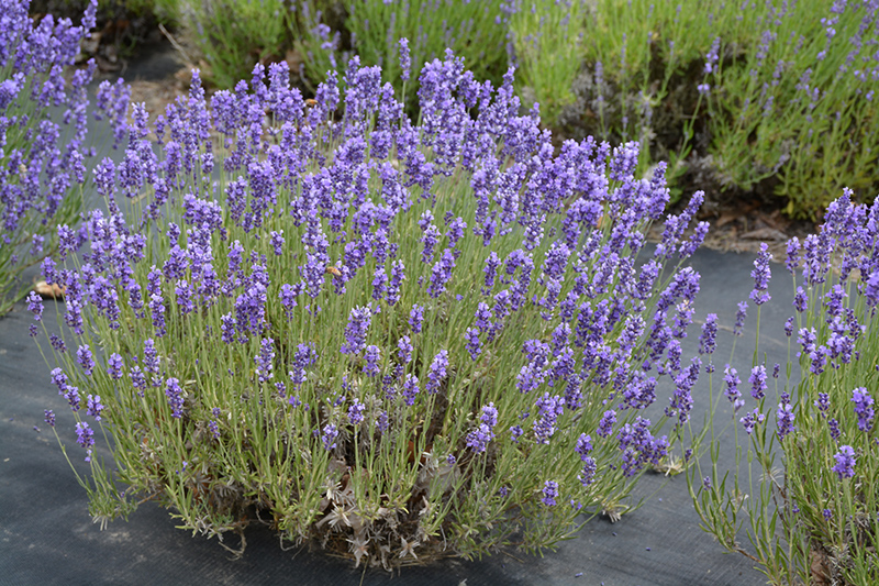 Hidcote Lavender (Lavandula angustifolia 'Hidcote') at Walton's Garden Center