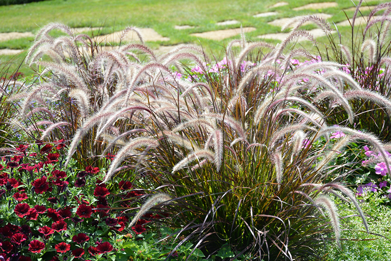 Fountain Grass (Pennisetum setaceum) at Walton's Garden Center
