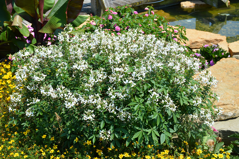Senorita Blanca Spiderflower (Cleome 'INCLESBIMP') at Walton's Garden Center