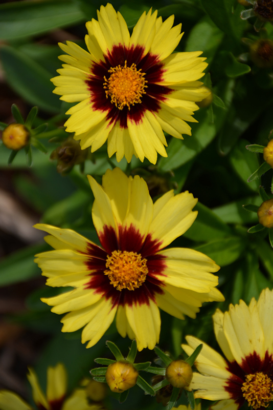 UpTick Yellow and Red Tickseed (Coreopsis 'Baluptowed') at Walton's Garden Center
