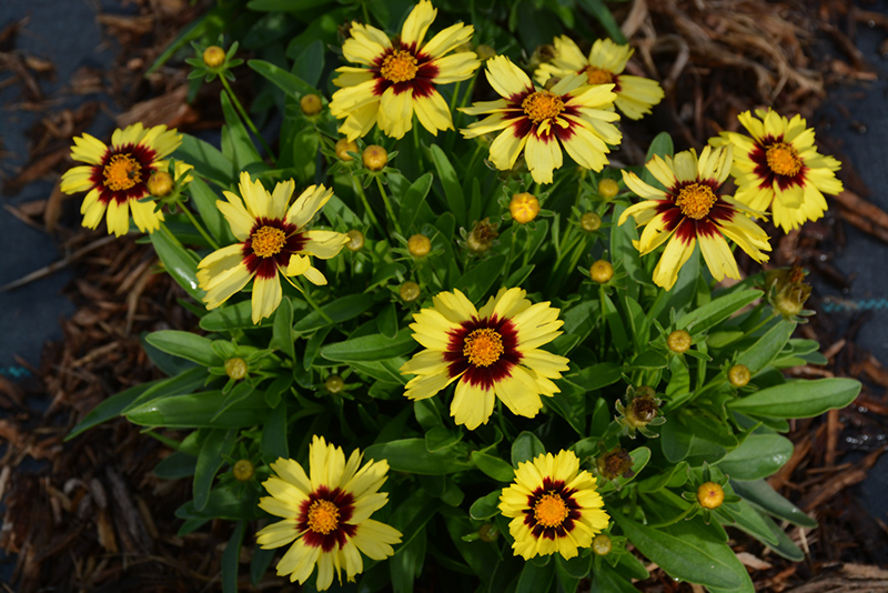UpTick Yellow and Red Tickseed (Coreopsis 'Baluptowed') at Walton's Garden Center