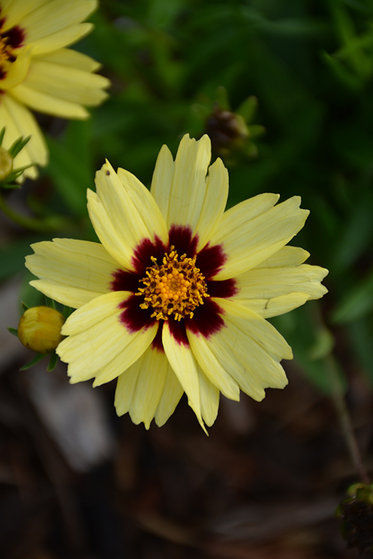 UpTick Cream and Red Tickseed (Coreopsis 'Balupteamed') at Walton's Garden Center