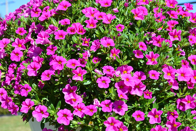 Aloha Nani Pink Calibrachoa (Calibrachoa 'Aloha Nani Pink') at Walton's Garden Center