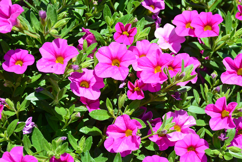 Aloha Nani Pink Calibrachoa (Calibrachoa 'Aloha Nani Pink') at Walton's Garden Center