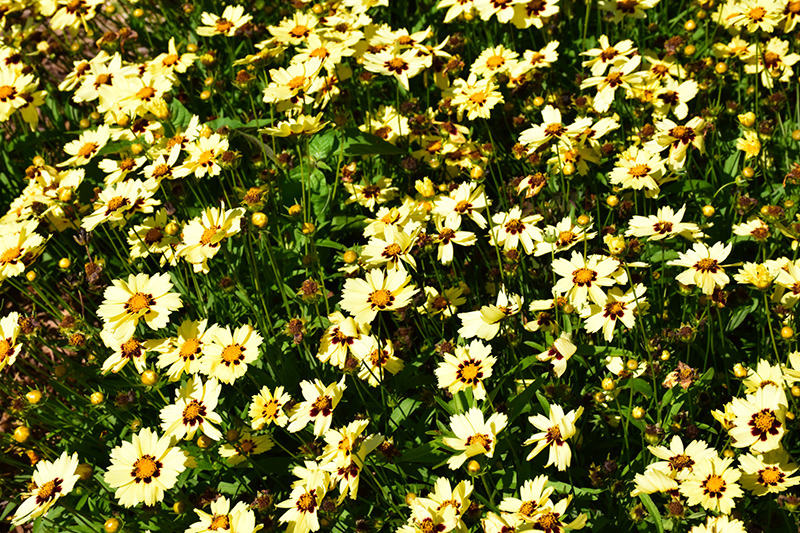 UpTick Cream and Red Tickseed (Coreopsis 'Balupteamed') at Walton's Garden Center