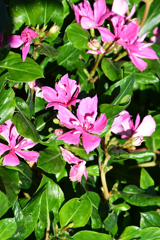 Soiree Kawaii Double Pink Vinca (Catharanthus roseus 'Soiree Kawaii Double Pink') at Walton's Garden Center