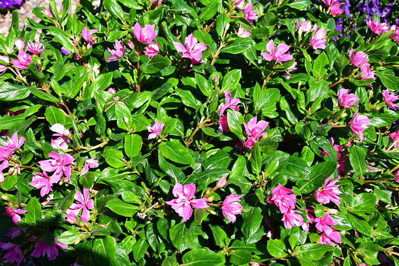 Soiree Kawaii Double Pink Vinca (Catharanthus roseus 'Soiree Kawaii Double Pink') at Walton's Garden Center