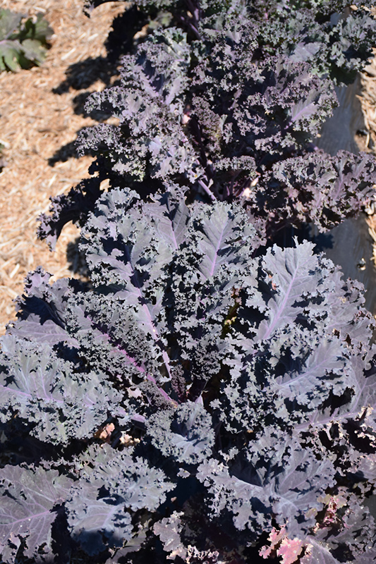 Scarletbor Kale (Brassica oleracea var. acephala 'Scarletbor') at Walton's Garden Center