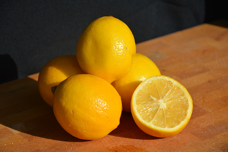 Meyer Lemon (Citrus x meyeri) at Walton's Garden Center