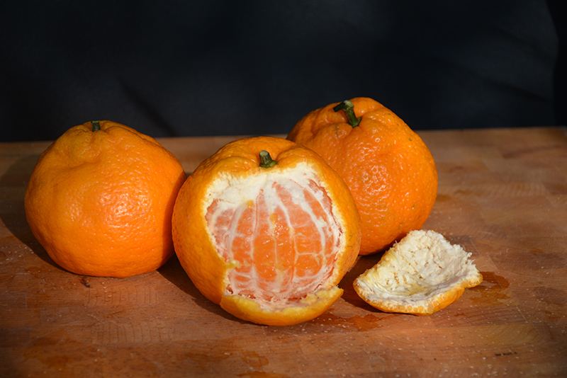Satsuma Mandarin Orange (Citrus reticulata 'Satsuma') at Walton's Garden Center