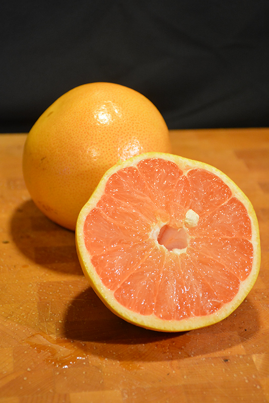 Ruby Red Grapefruit (Citrus x paradisi 'Ruby Red') at Walton's Garden Center