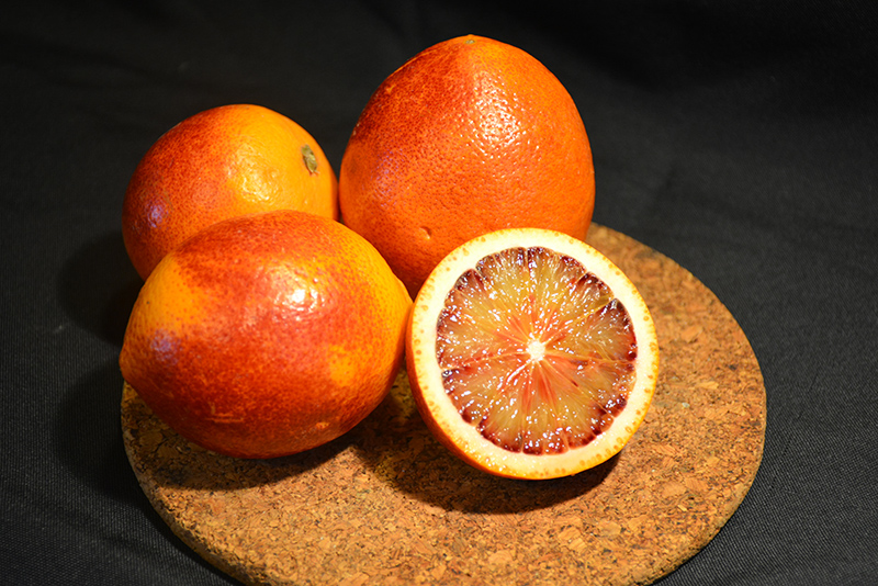 Sanguinelli Blood Orange (Citrus sinensis 'Sanguinelli') at Walton's Garden Center