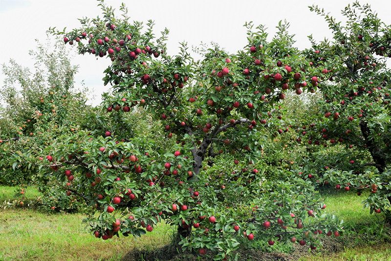 Red Delicious Apple (Malus 'Red Delicious') at Walton's Garden Center