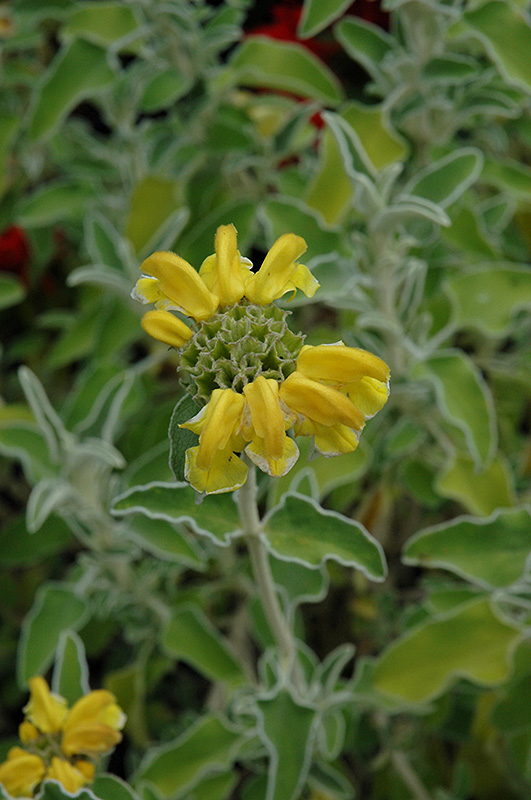 Jerusalem Sage (Phlomis fruticosa) at Walton's Garden Center