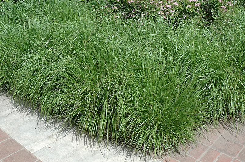 Fountain Grass (Pennisetum alopecuroides) at Walton's Garden Center
