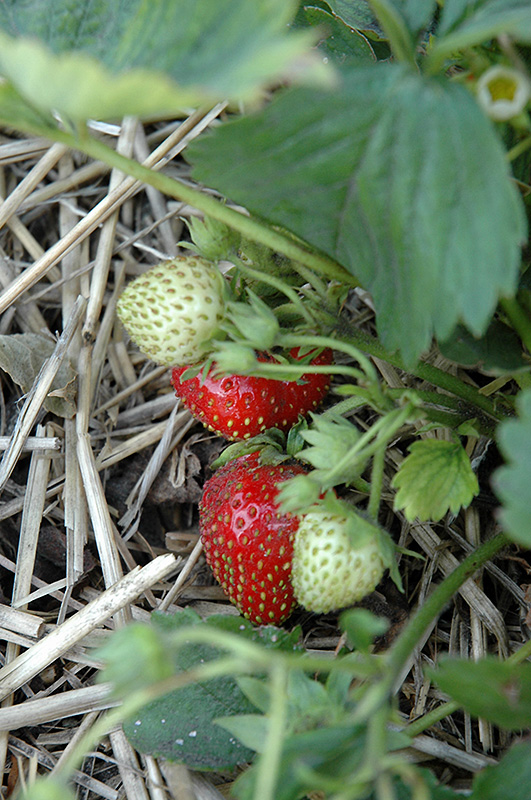 Quinault Strawberry (Fragaria 'Quinault') at Walton's Garden Center