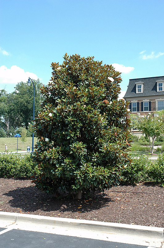 Little Gem Magnolia (Magnolia grandiflora 'Little Gem') at Walton's Garden Center