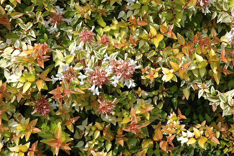Kaleidoscope Abelia (Abelia x grandiflora 'Kaleidoscope') at Walton's Garden Center