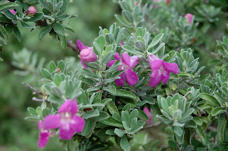 Texas Sage (Leucophyllum frutescens) at Walton's Garden Center