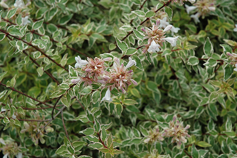 Radiance Abelia (Abelia x grandiflora 'Radiance') at Walton's Garden Center