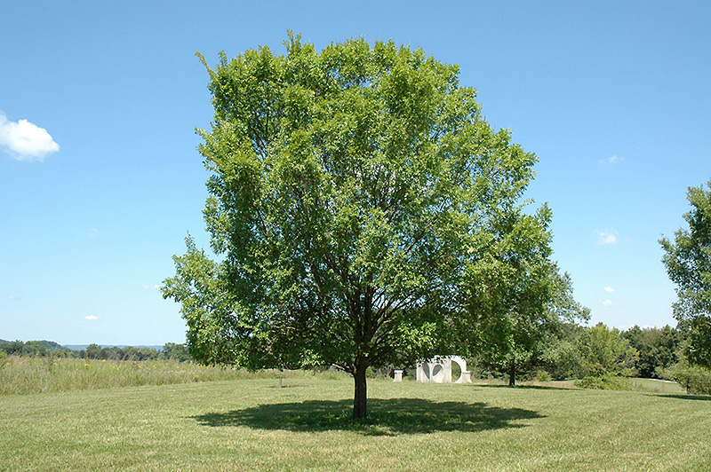 Lacebark Elm (Ulmus parvifolia) at Walton's Garden Center