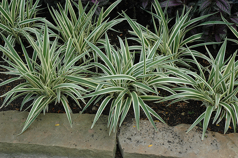 Variegated Flax Lily (Dianella tasmanica 'Variegata') at Walton's Garden Center