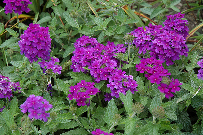 EnduraScape Dark Purple Verbena (Verbena 'Balendakle') at Walton's Garden Center