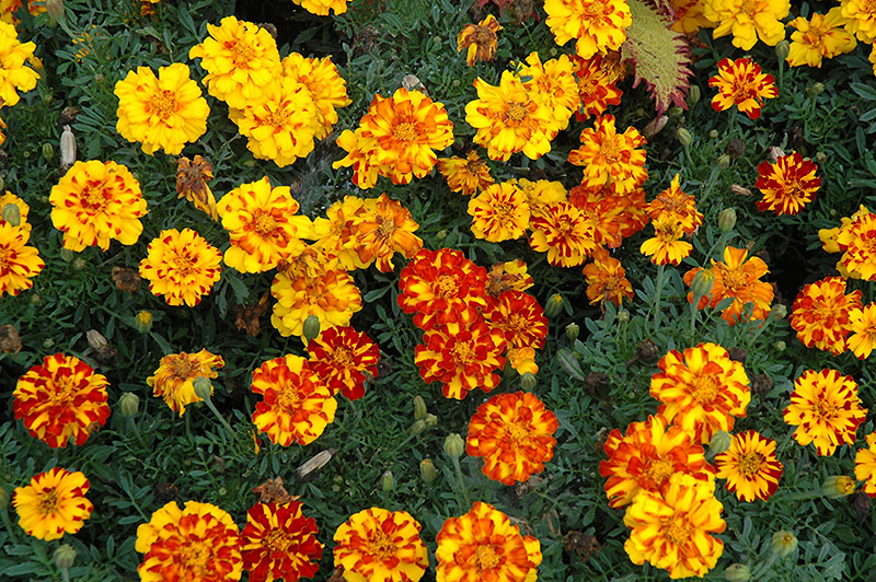 Durango Bolero Marigold (Tagetes patula 'Durango Bolero') at Walton's Garden Center