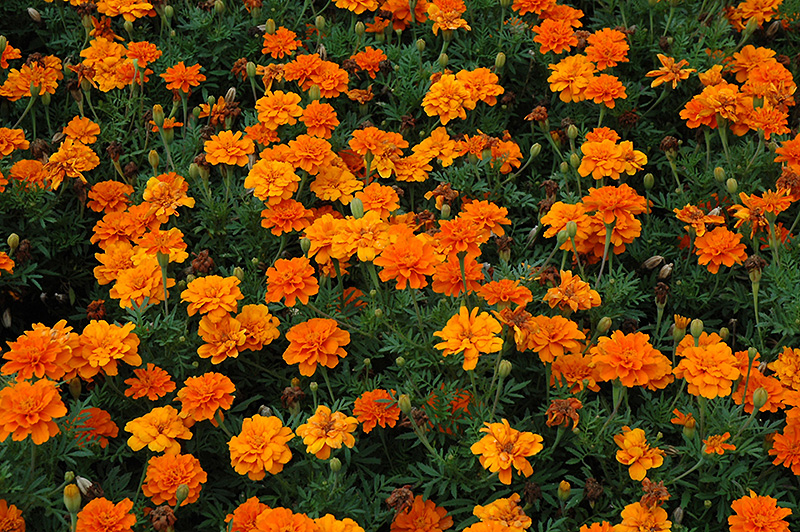 Durango Tangerine Marigold (Tagetes patula 'Durango Tangerine') at Walton's Garden Center