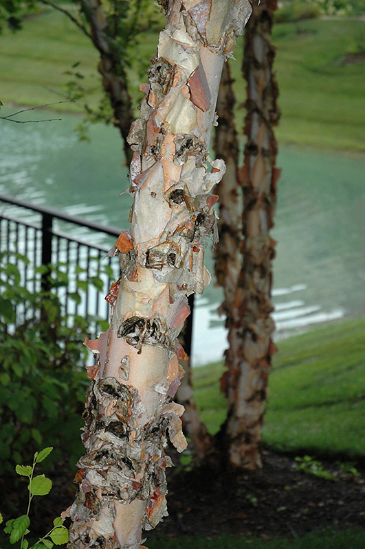 River Birch (Betula nigra) at Walton's Garden Center