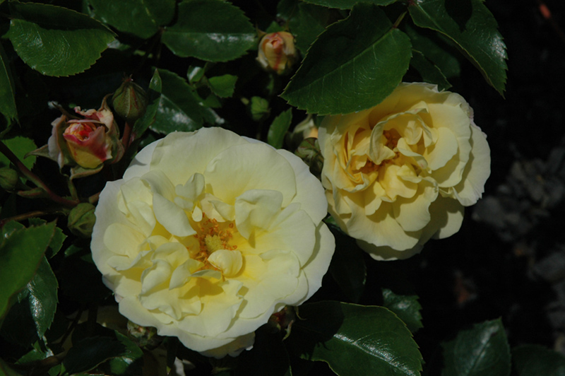 Popcorn Drift Rose (Rosa 'Novarospop') at Walton's Garden Center