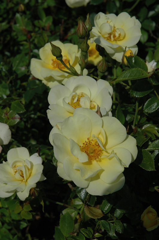 Lemon Drift Rose (Rosa 'Meisentmil') at Walton's Garden Center