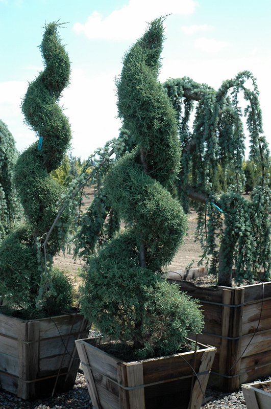 Carolina Sapphire Arizona Cypress (Cupressus arizonica 'Carolina Sapphire') at Walton's Garden Center